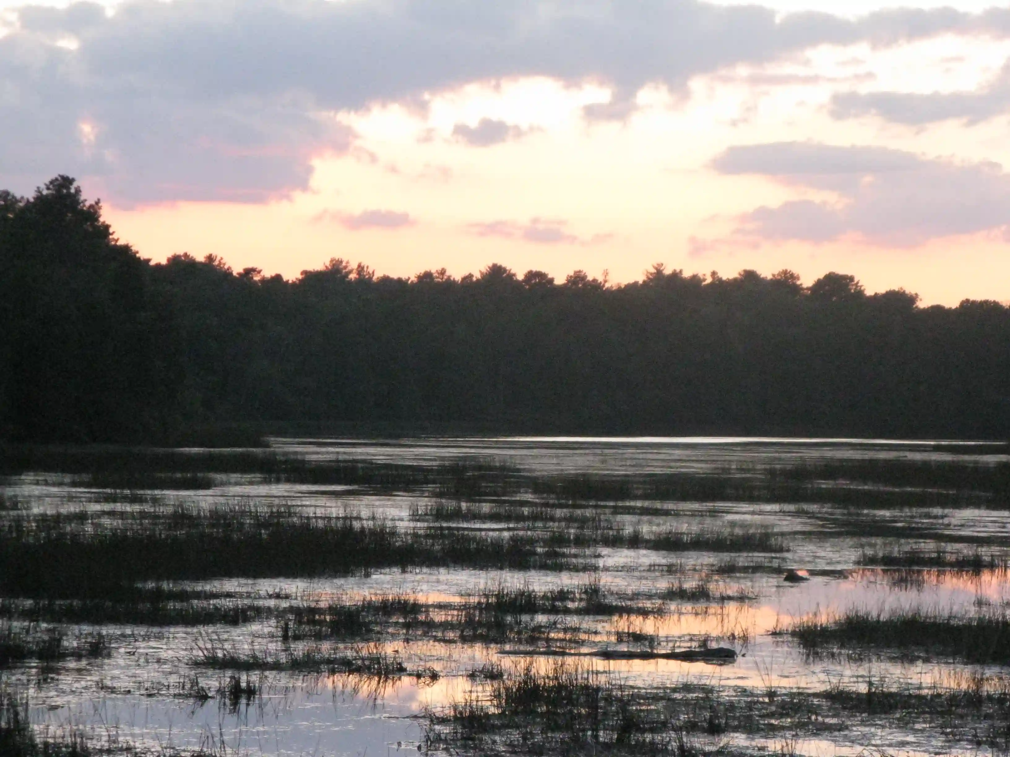 Absegami Natural Area